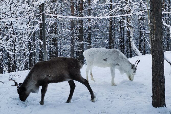 reindeer-feeding-join-us-for-a-unique-moment-with-our-reindeer
