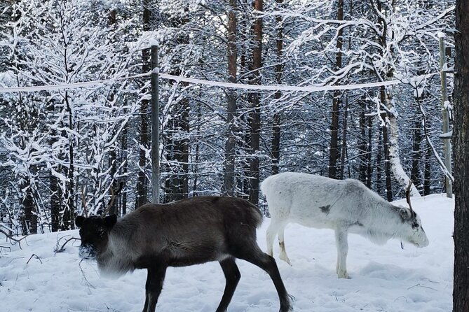 reindeer-feeding-join-us-for-a-unique-moment-with-our-reindeer