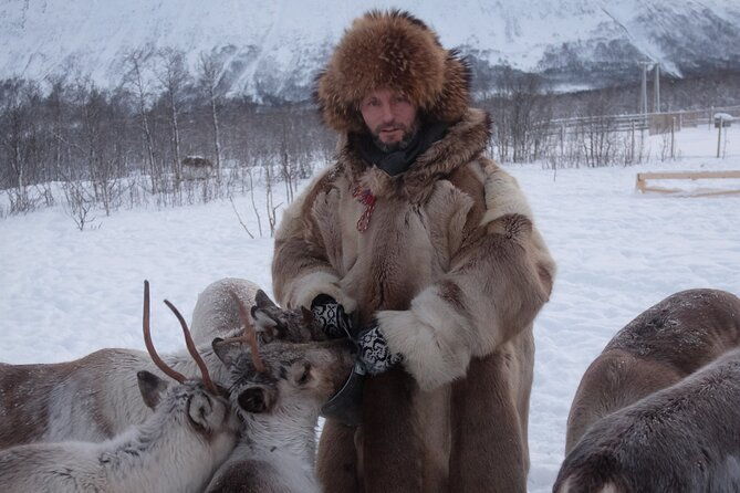 reindeer-feeding-saami-culture