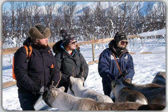 reindeer-feeding-saami-culture