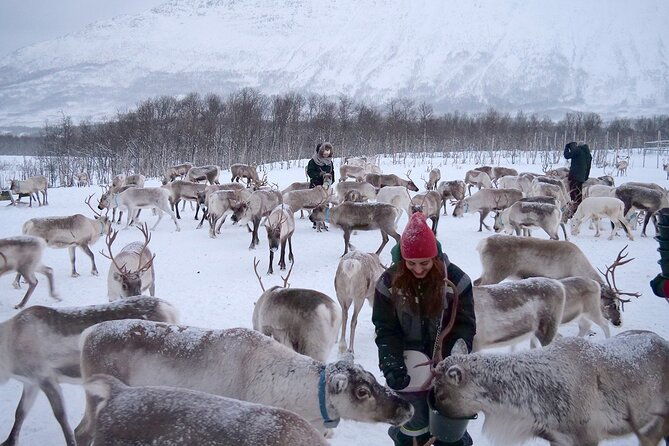 reindeer-feeding-saami-culture