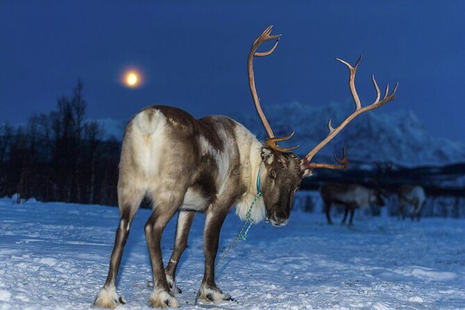 Reindeer feeding & Saami Culture with chance for Northern Lights - FAQ