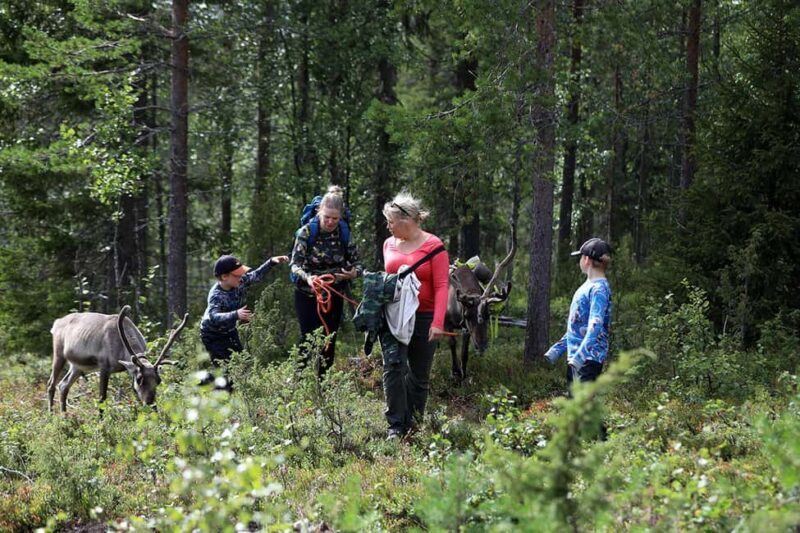 Reindeer Hike in Kuusamo nature - Key Points