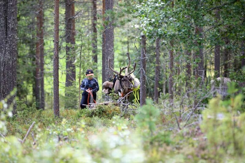 Reindeer Hike in Kuusamo nature - Exploring the Reindeer Hike in Kuusamo: An In-Depth Review