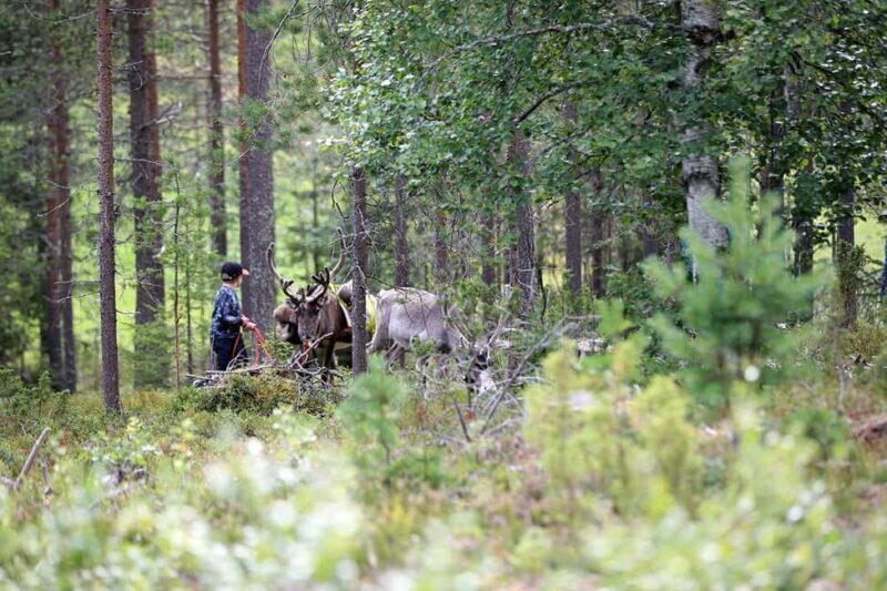Reindeer Hike in Kuusamo nature - Final Thoughts