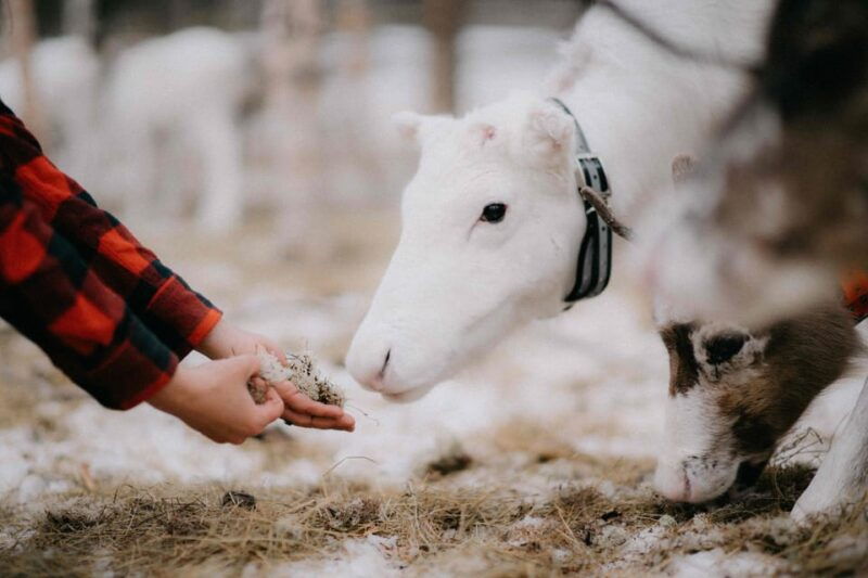 reindeer-husbandry-with-snowmobile-sleigh-ride-and-lunch