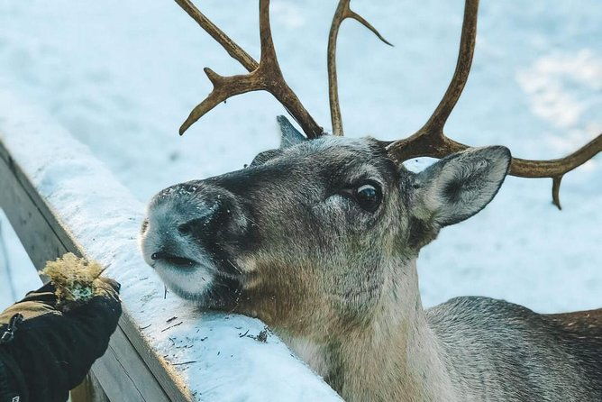 reindeer-park-adventure-private-service