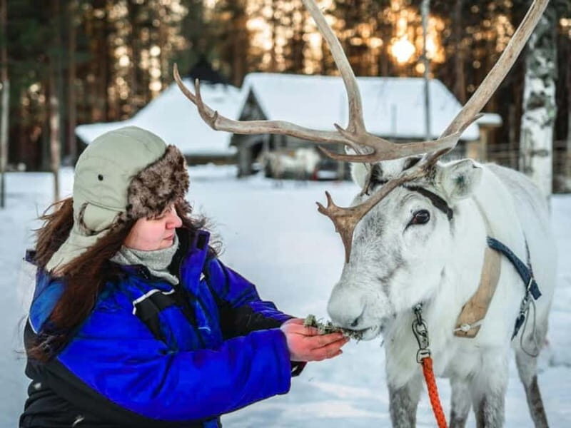 Reindeer Safari at a 200-Year-Old Farm & Long Sled Ride - An Authentic Glimpse into Lapland’s Reindeer Heritage