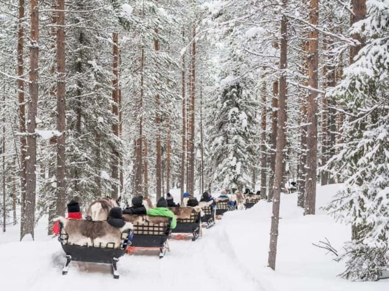 Reindeer Safari at a 200-Year-Old Farm & Long Sled Ride - Practical Details and What to Expect