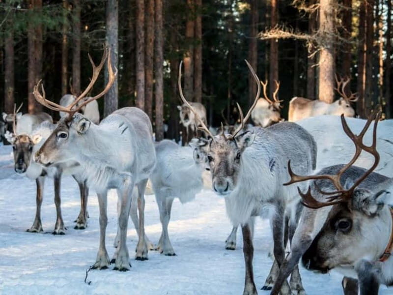 Reindeer Safari at a 200-Year-Old Farm & Long Sled Ride - FAQ