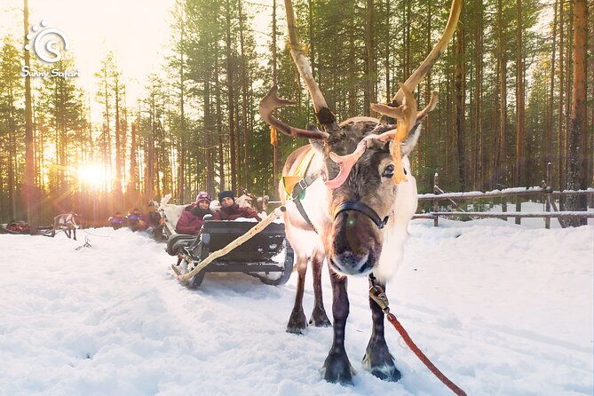 reindeer-safari-in-arctic-wilderness-2