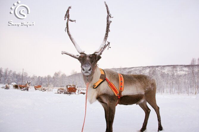 reindeer-safari-in-arctic-wilderness-2