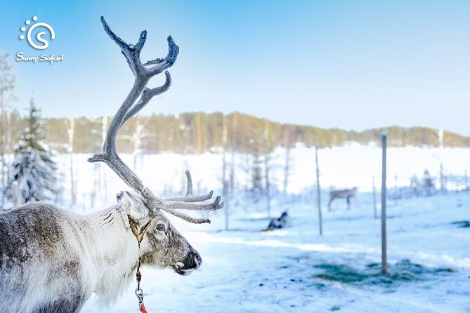 reindeer-safari-in-arctic-wilderness-2