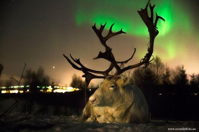 reindeer-sledding-and-feeding-with-chance-of-northern-lights-tromso