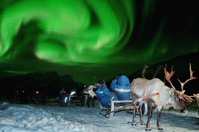 reindeer-sledding-and-feeding-with-chance-of-northern-lights-tromso