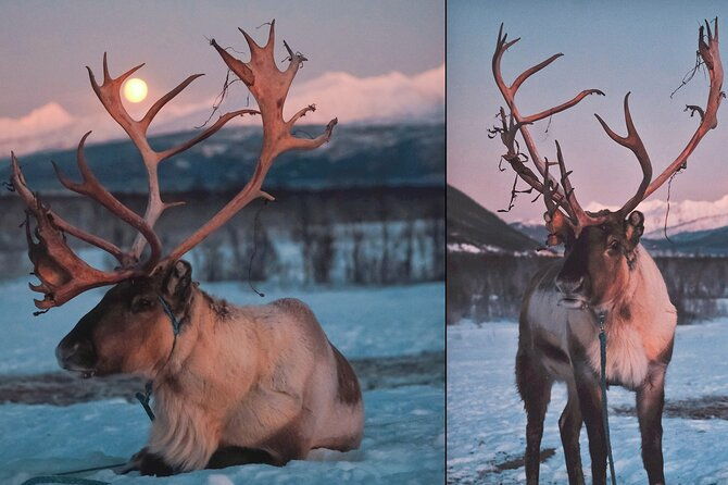 reindeer-sledding-and-feeding-with-chance-of-northern-lights-tromso