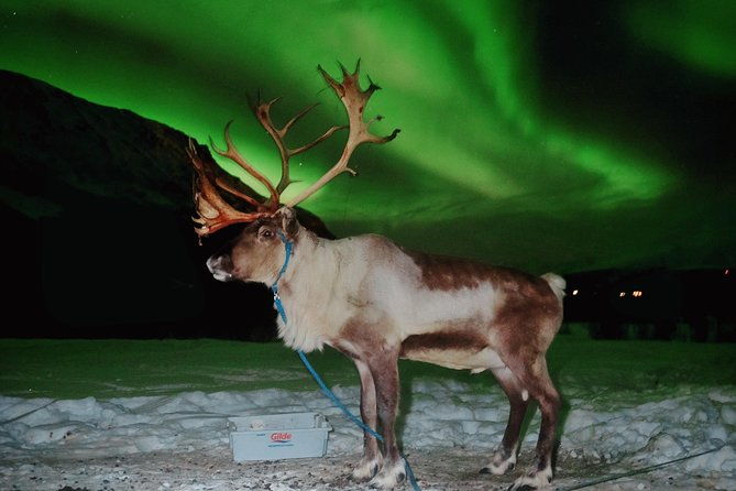 reindeer-sledding-and-feeding-with-chance-of-northern-lights-tromso