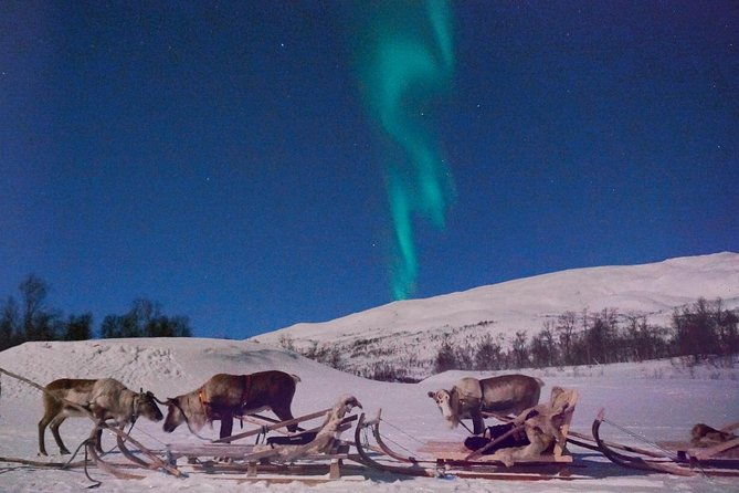 reindeer-sledding-and-feeding-with-chance-of-northern-lights-tromso