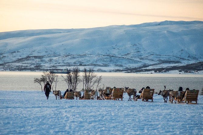 reindeer-sledding-experience-and-sami-culture-tour-from-tromso
