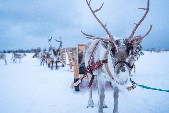 reindeer-sledding-experience-and-sami-culture-tour-from-tromso