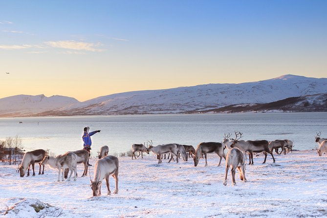 reindeer-sledding-experience-and-sami-culture-tour-from-tromso