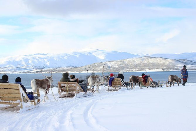 reindeer-sledding-experience-and-sami-culture-tour-from-tromso