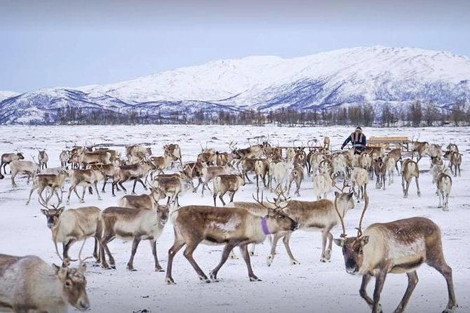 reindeer-sledding-experience-and-sami-culture-tour-from-tromso