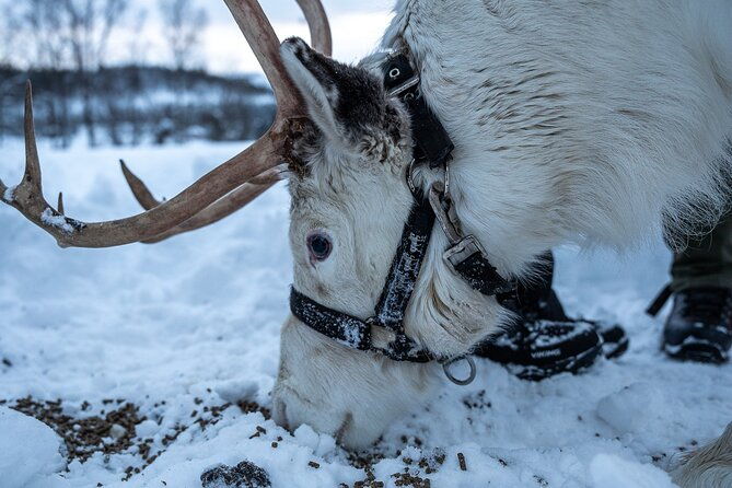 reindeer-sledding-feeding-and-sami-culture-at-reindeer-farm