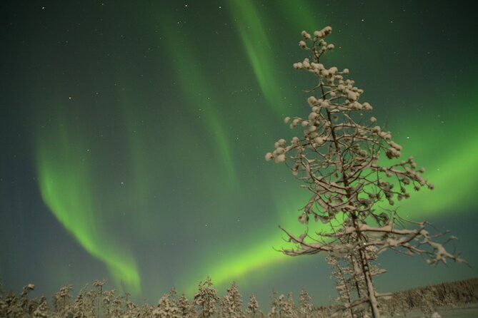 reindeer-sleigh-ride-across-the-night-in-apukka-resort-rovaniemi