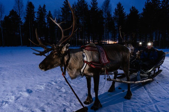 reindeer-sleigh-ride-across-the-night-in-apukka-resort-rovaniemi
