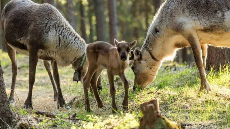 Reindeer Summer Farm Visit at a 200-Year-Old Rovaniemi Farm - Authenticity Rooted in Family Tradition