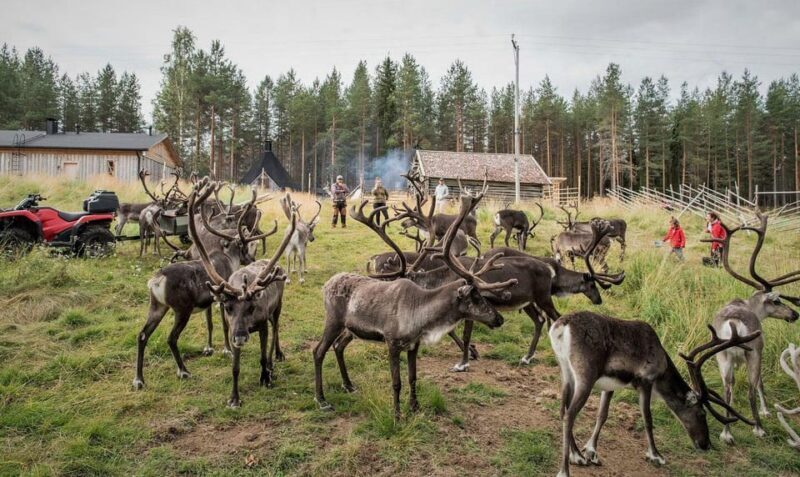 Reindeer Summer Farm Visit at a 200-Year-Old Rovaniemi Farm - Who Will Love This Tour?