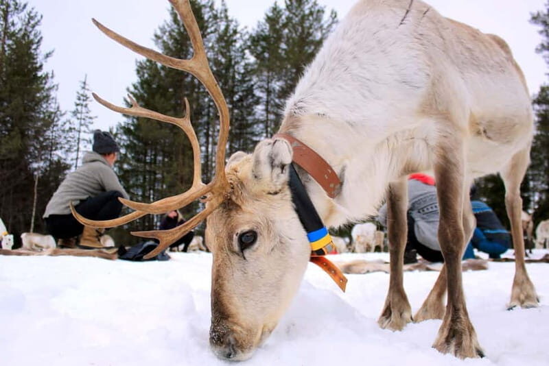 Reindeer yoga in Kuusamo - What to Expect from Reindeer Yoga in Kuusamo