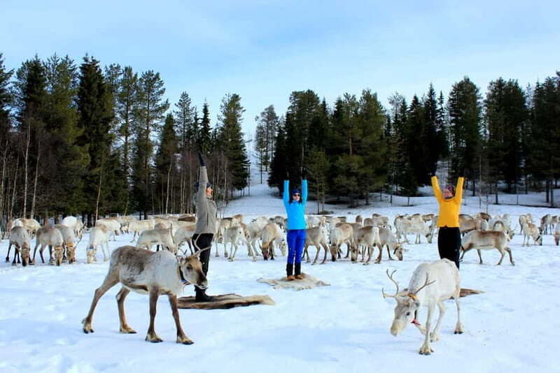 Reindeer yoga in Kuusamo - Authentic Experiences and Reviews