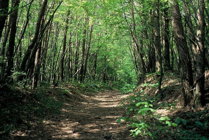 relax-and-refresh-in-karuizawa-forest-shinanoji-down-trekking-around-two-people