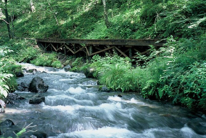relax-and-refresh-in-karuizawa-forest-shinanoji-down-trekking-around-two-people