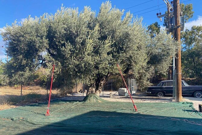 relax-day-thermal-lake-olive-oil-tasting-poseidon-temple-tour