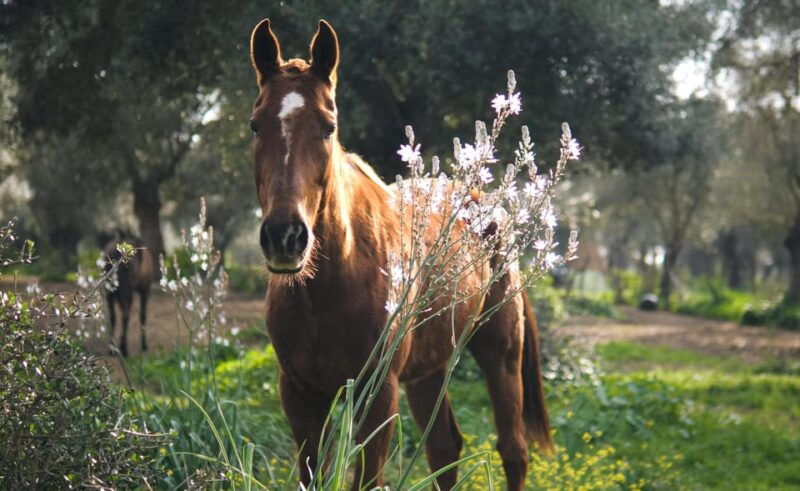 relax-mindfulness-with-horses-in-vejer-de-la-frontera