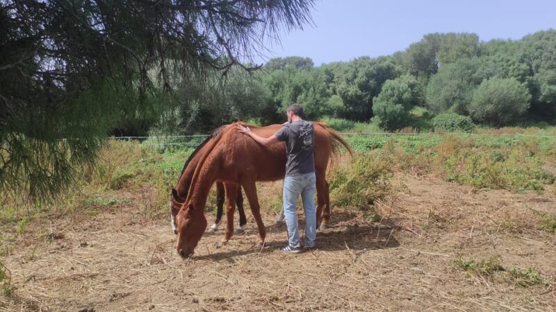 relax-mindfulness-with-horses-in-vejer-de-la-frontera