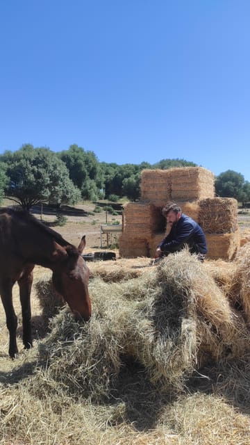 relax-mindfulness-with-horses-in-vejer-de-la-frontera
