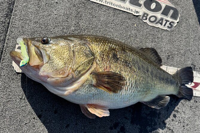 Relaxed 4 hour bass fishing experience at Lake Biwa for 3 people - Who Is This Tour Best For?