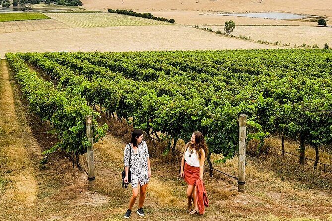 Relaxed Half Day Yarra Valley Wine Tasting Tour from Melbourne - A Well-Curated Yarra Valley Wine Escape: Honest Review of the Half-Day Tour
