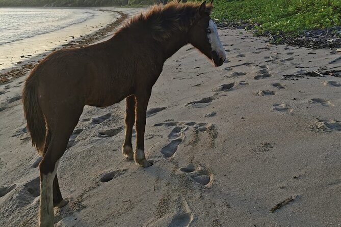 Relaxing Tours in Tropical Paradise Fiji - The Crown Jewel: Natadola Beach – A Slice of Paradise
