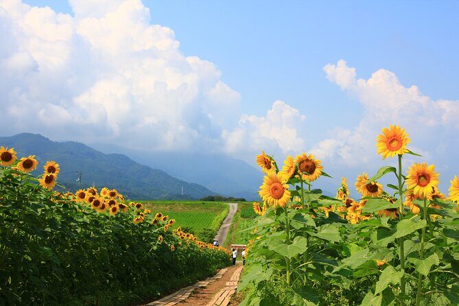 Rent a bike Let's go see the sunflowers in Mannou Town with an electrically assisted e-bike!Introducing Recommendation routes for sunflower producers. - Key Points