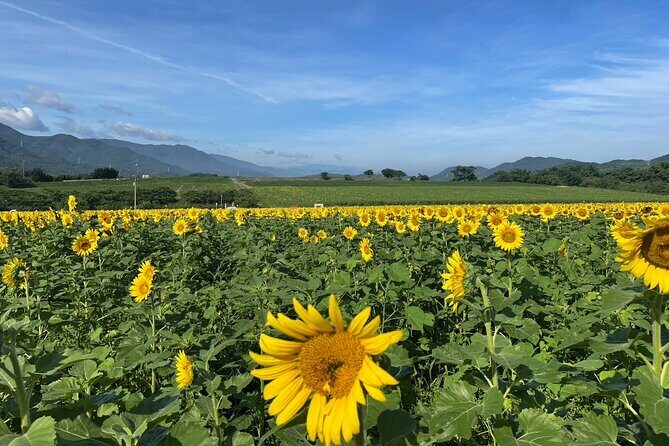Rent a bike Let's go see the sunflowers in Mannou Town with an electrically assisted e-bike!Introducing Recommendation routes for sunflower producers. - FAQ