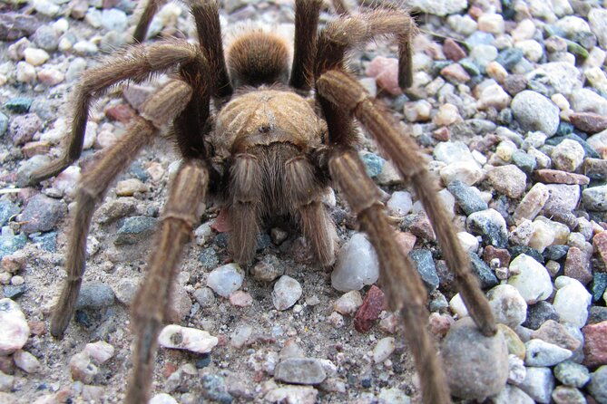 reptile-hunting-in-the-sonoran-desert