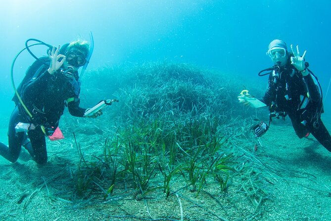 research-diving-with-a-marine-biologist-in-crete
