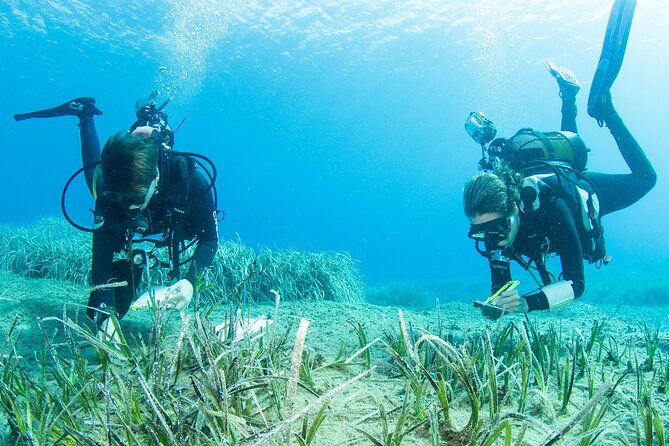 research-diving-with-a-marine-biologist-in-crete