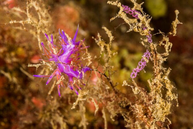 research-diving-with-a-marine-biologist-in-crete