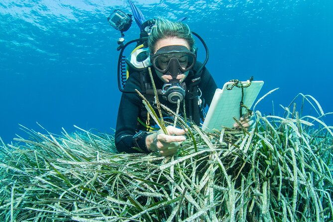 research-diving-with-a-marine-biologist-in-crete